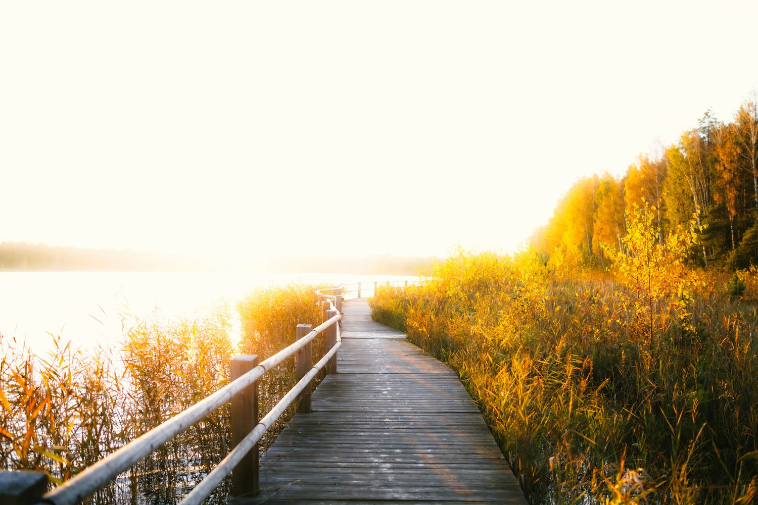 A wooden boardwalk winding through reeds toward the water