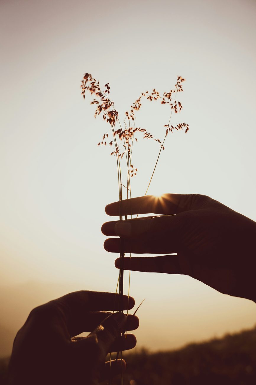 A hand holding delicate wild grasses against the sky