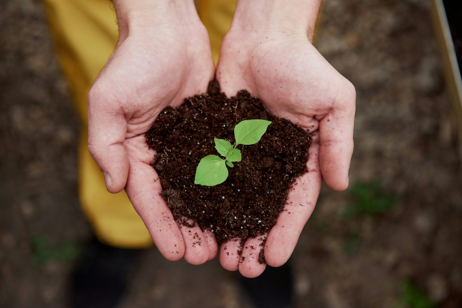 Hands cradling soil and a young seedling